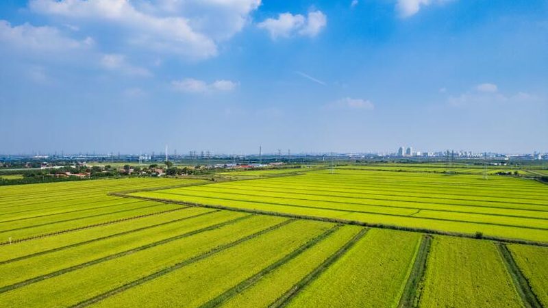 粮食种子批发流程：从源头把控品质，保障丰收