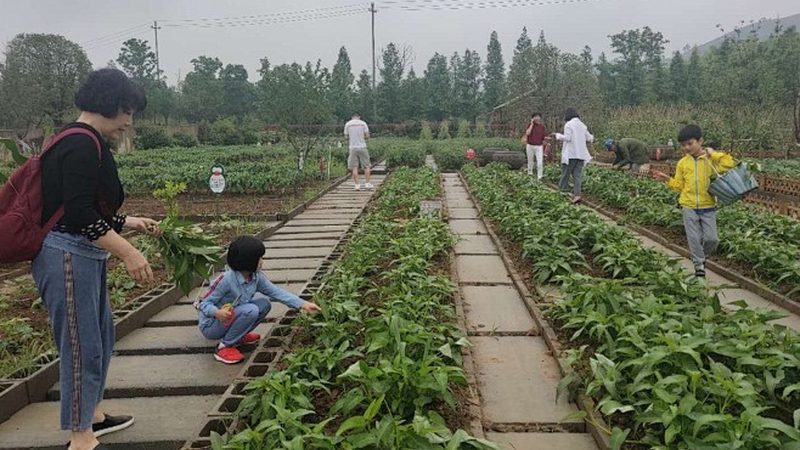 休闲农业创新设计：打造生态农业新亮点