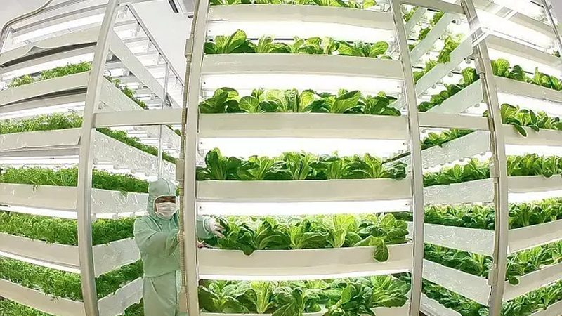 大棚蔬菜种植：技术标准如何确保高效与合规**