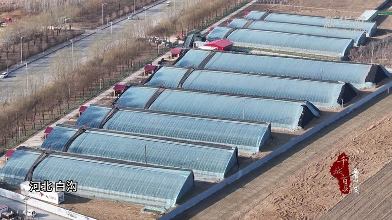 粮食种子规格参数怎么看