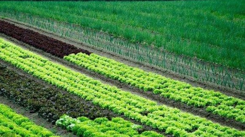 农资短视频获客技巧教程