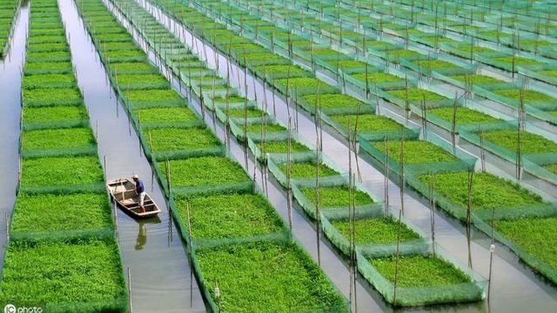 昆虫信息素诱芯，如何选对它？**