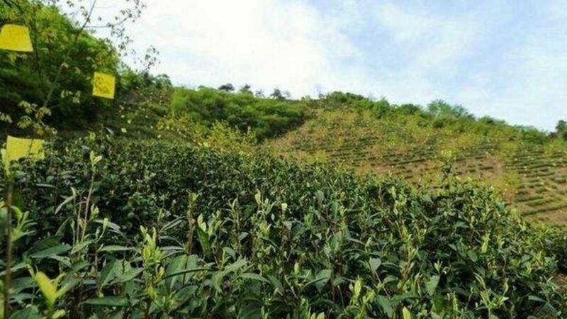 上海温室工程：揭秘成本构成与选型要点**