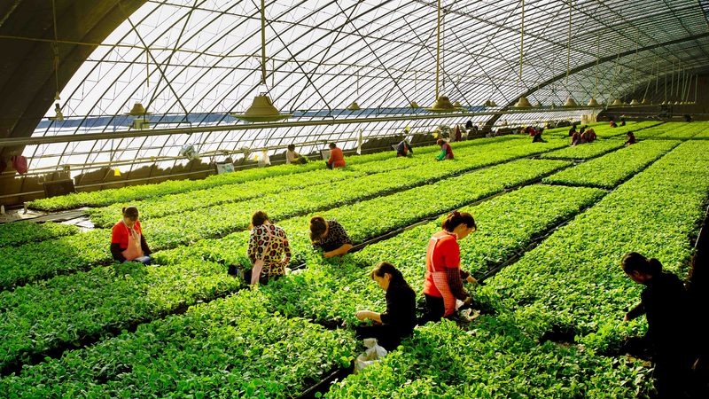 农业种植技术分类大全：科学种植的必备指南