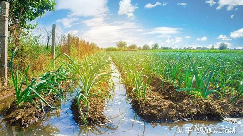 成都水果种植合作社加盟，你准备好了吗？**