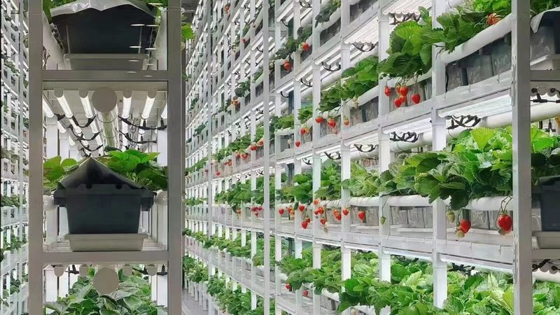 农业合作社带动农户案例分享
